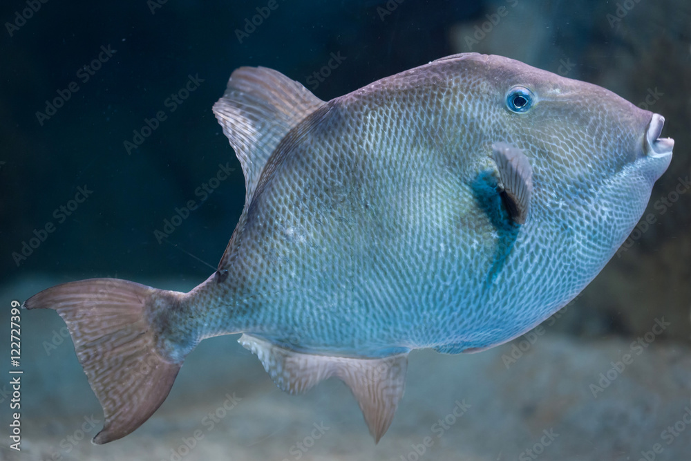 Fototapeta premium Grey triggerfish (Balistes capriscus).