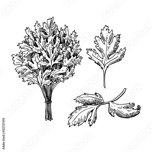 Parsley vector hand drawn illustration set. Isolated spice objec