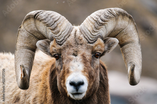 Rocky Mountain Big Horned Sheep
