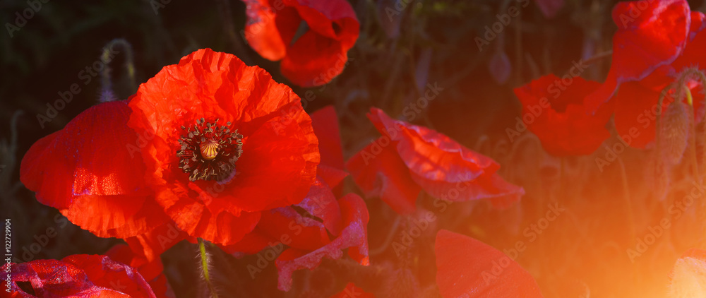 Poppies