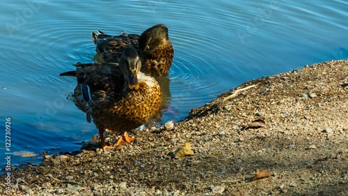 The mallard or wild duck cleans feathers, morning washing.