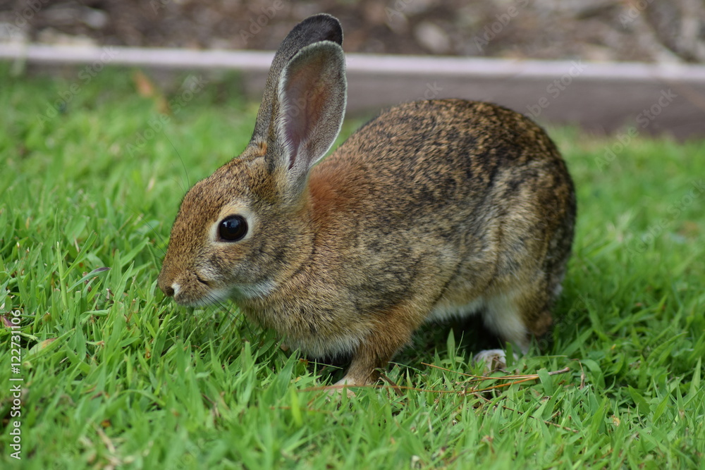 Fototapeta premium Kaninchen