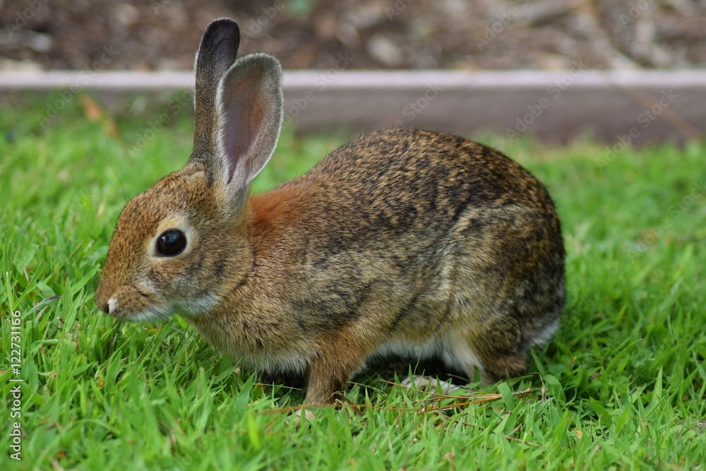 Fototapeta premium Kaninchen