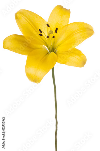 Fototapeta Naklejka Na Ścianę i Meble -  lily