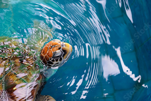 Close up of sea turtle swimming in pool.