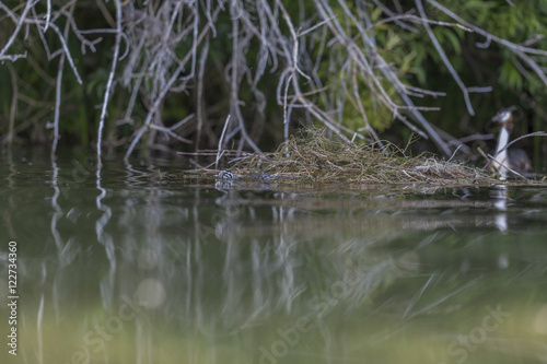 Podiceps cristatus © WilhelmGeorg