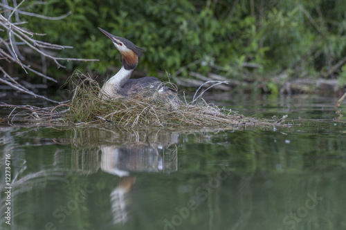 Podiceps Cristatus (Latein), Haubentaucher beim Brüten im Nest auf einem See