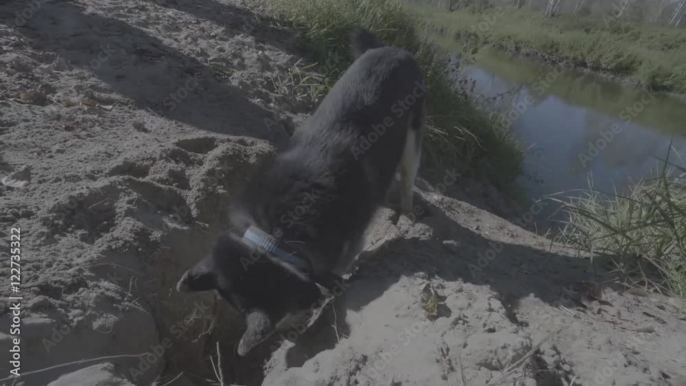 husky digging the ground