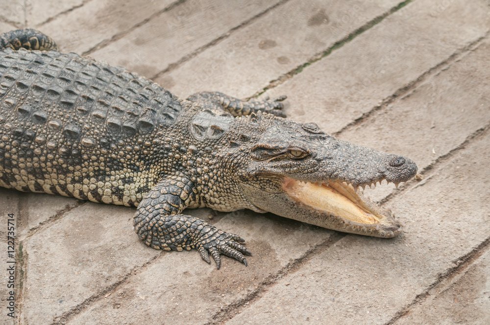 Obraz premium A crocodile drying skin on wooden floor #1