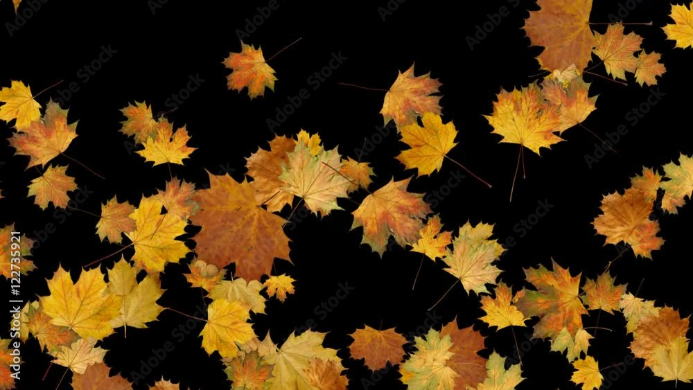 falling autumn leaves (with Alpha Channel)