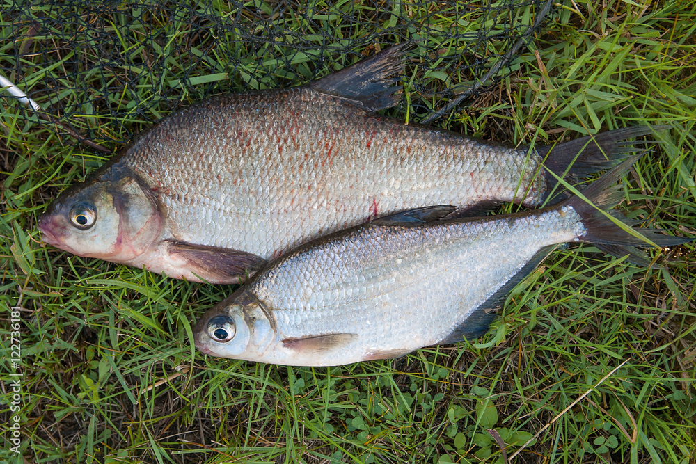 Several common bream fish and silver bream or white bream fish o Several common bream fish and silver bream or white bream fish o