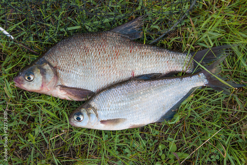 Several common bream fish and silver bream or white bream fish o