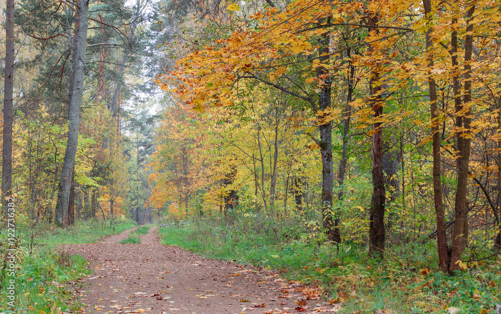 Fototapeta premium Pathway through the autumn forest.