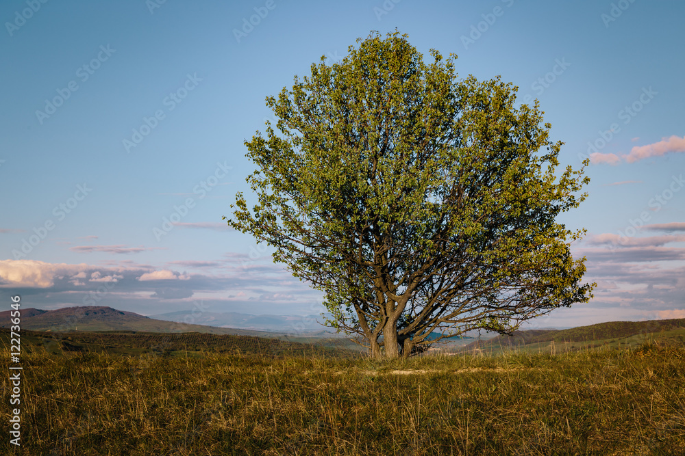 Obraz premium Lone tree at sunset