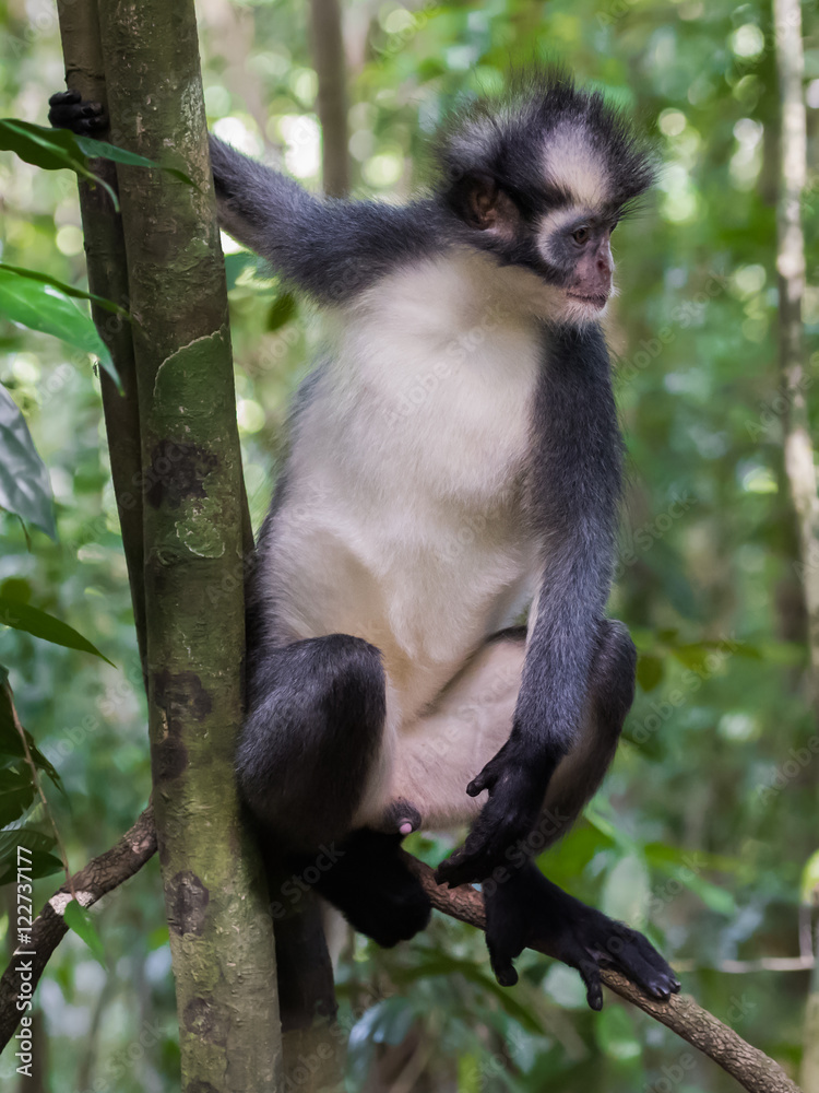 Fototapeta premium Langur Thomas is sitting on a branch and showing his white belly