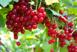 Branch with red currant berries