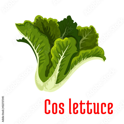 Fresh green lettuce icon, cartoon style