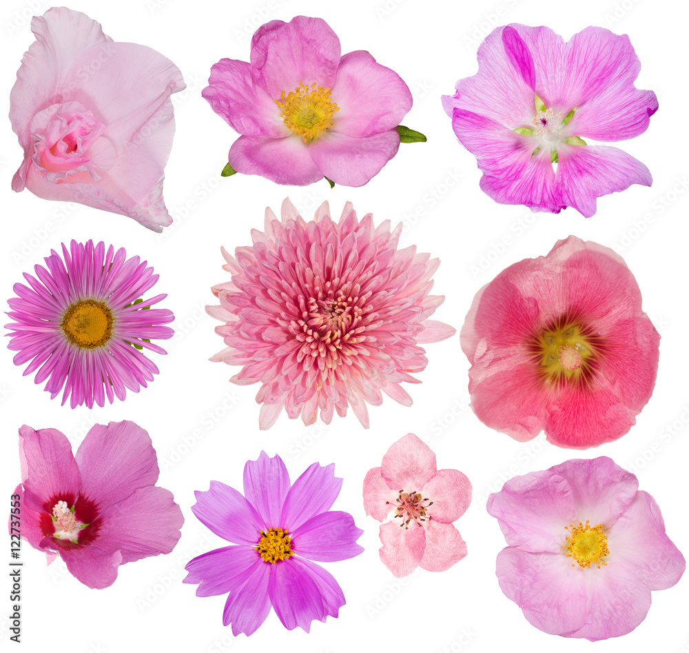 set of ten pink blooms isolated on white
