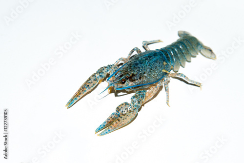 alive crayfish isolated on white background, live crayfish closeup, fresh crayfish. Cancers to beer, dill, boiled crawfish, beer snacks, sea crayfish,Beer with crayfish,beer with crawfish photo