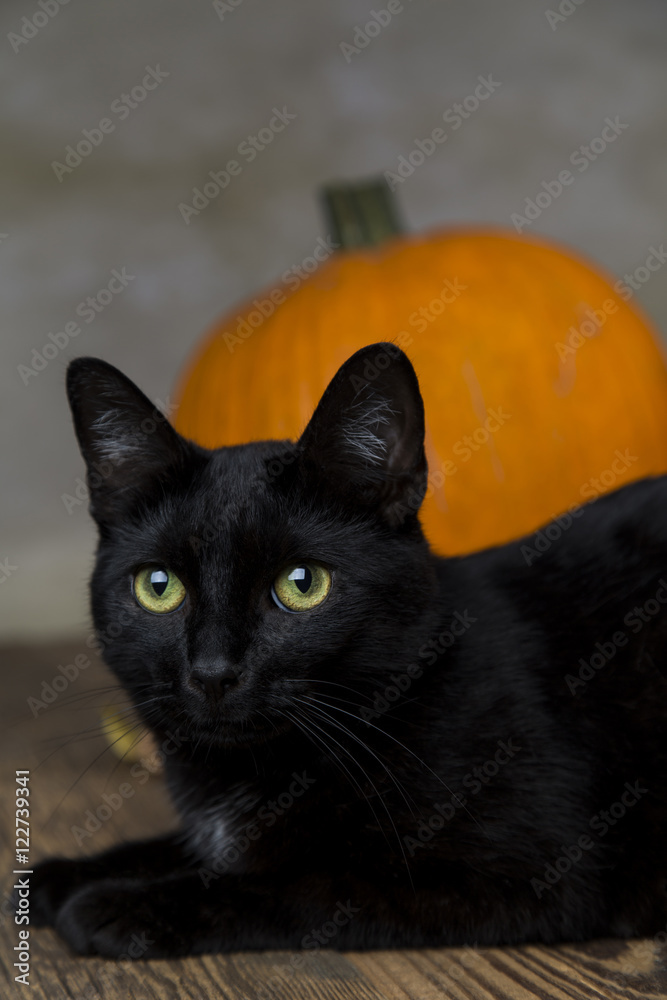 Back cat as a symbol of Halloween with orange pumpkin Back cat as a symbol of Halloween with orange pumpkin