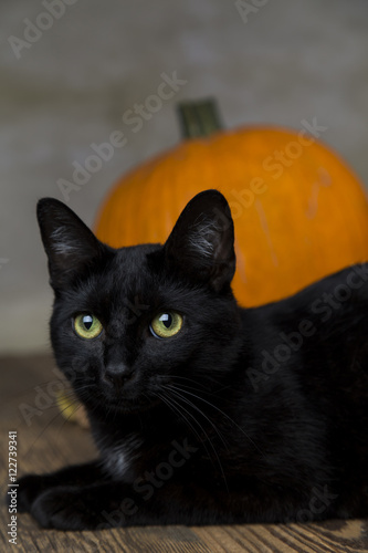 Back cat as a symbol of Halloween with orange pumpkin © JacobST