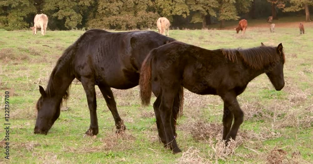 Black horses, feeding in a green field / Two black horses. a mother and his son are feeding in a green field with some cows
Black horses, feeding in a green field / Two black horses. a mother and his son are feeding in a green field with some cows