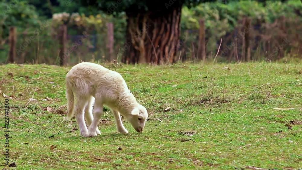 Little lamb grazing / A little lamb is grazing in a pinewood in a rural scene during a cloudy day
Little lamb grazing / A little lamb is grazing in a pinewood in a rural scene during a cloudy day