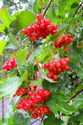 Bunches of red viburnum berries with raindrops at the end of summer season. Fresh organic guelder rose with green leaves in village garden. Seasonal fruit, fall harvest and medicinal plant concept. 