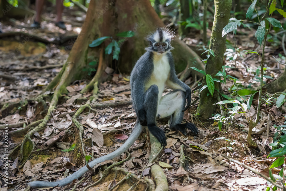 Thomas Langur sits sideways on a snag among the purple leaves, and its long tail of travel along the ground (Sumatra, Indonesia)