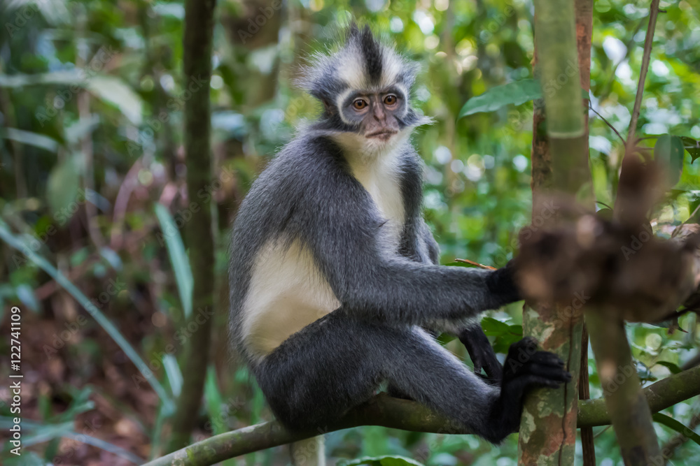 Nice Thomas Langur sits on a branch high above the ground (Sumatra, Indonesia) Nice Thomas Langur sits on a branch high above the ground (Sumatra, Indonesia)