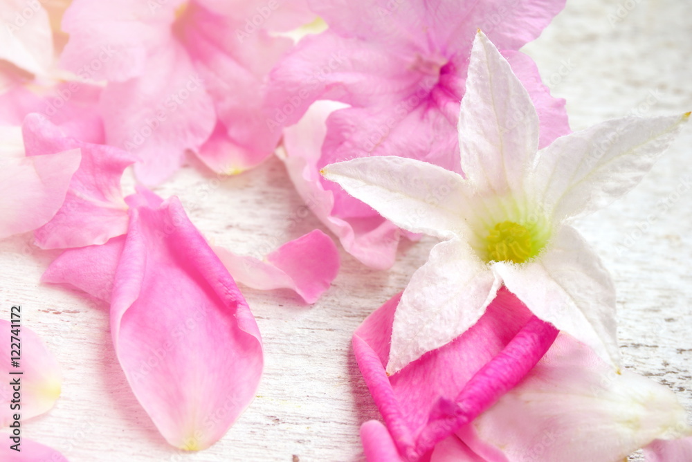 beautiful pink and white cut flower on white wooden background in soft focus, romance flower beautiful pink and white cut flower on white wooden background in soft focus, romance flower
