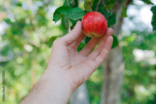 Hand pick red ripe apple on a tree in garden