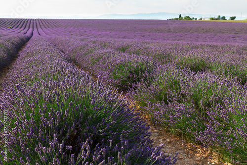 Lavender flowers field fresh flowers rows  Provence  France