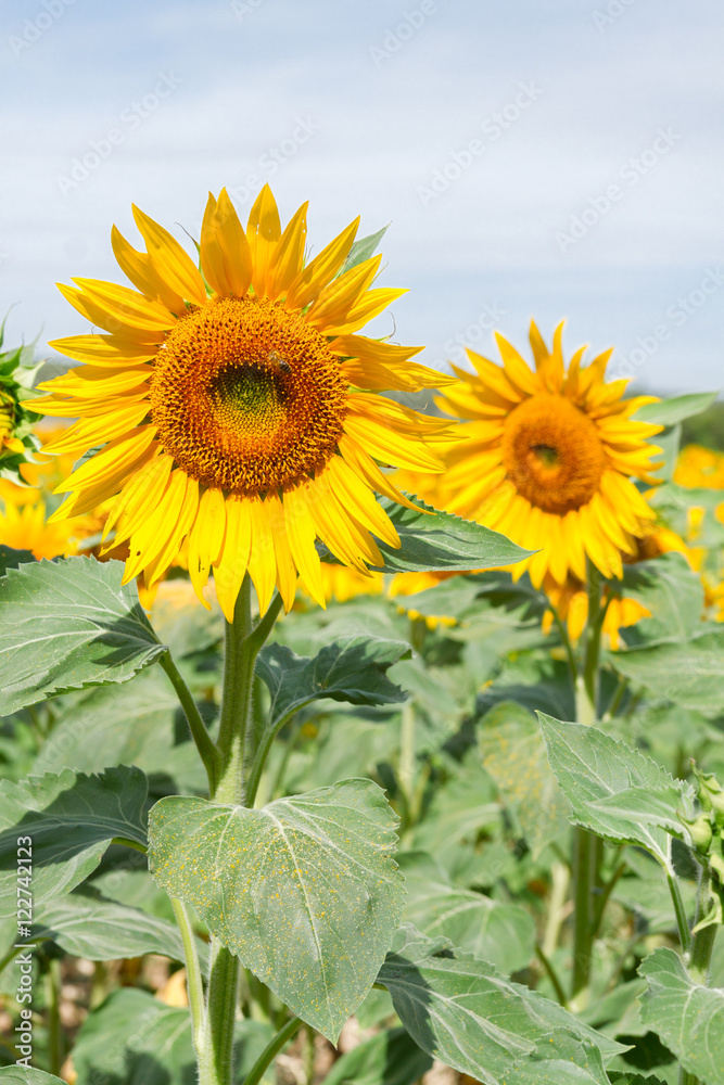 Field of fresh sunflowers flowers at sunny summer day