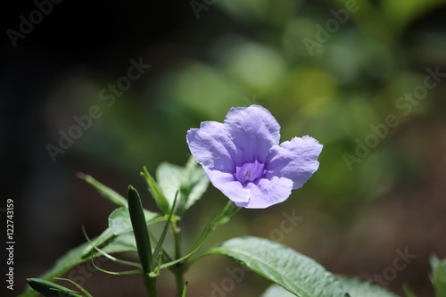 Violet morning glory flower