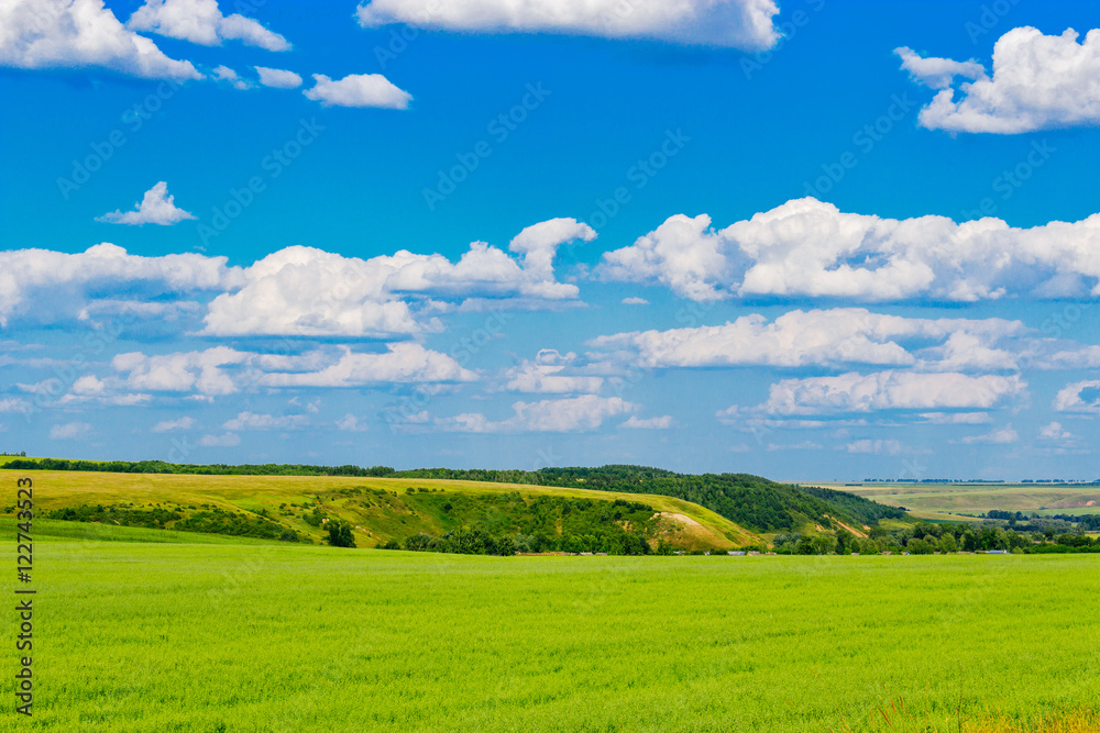 green wheat field