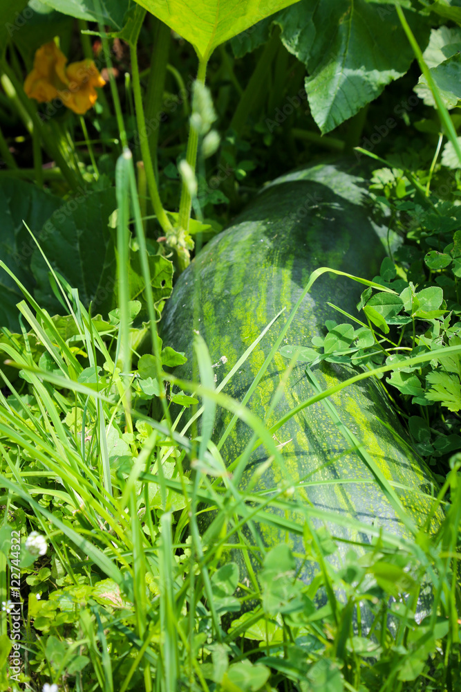 Obraz premium Rießiger grüner Kürbis