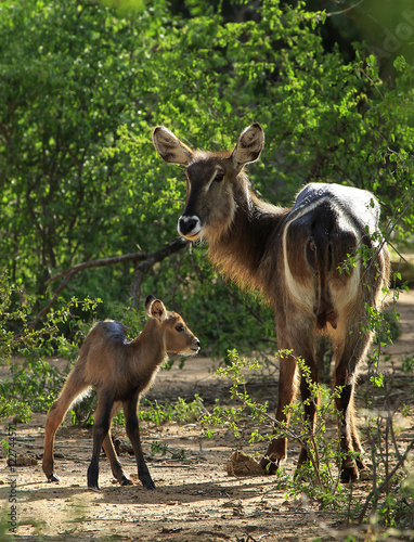 Canvas Print Mother waterbuck and her newborn