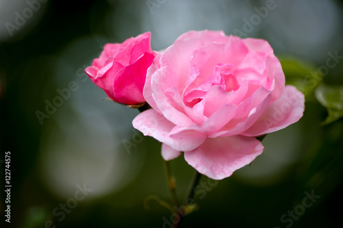 Close-up einer Rose