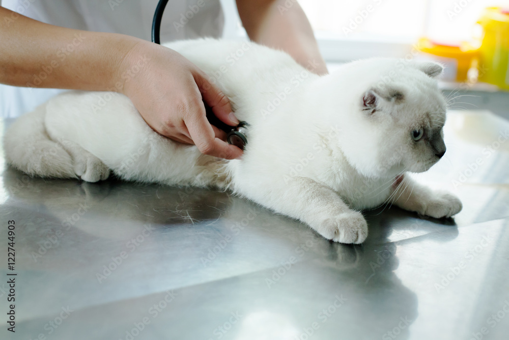Cat in a veterinary clinic Cat in a veterinary clinic