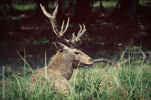 Fototapeta Naklejka Na Ścianę i Meble -  Red deer in runting season