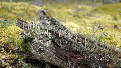 Drifted wood against moss background in forest