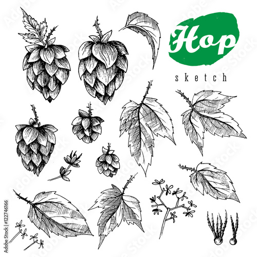Beer hops element design, hand drawn hops cones, hops leaves and seeds, black and white sketch illustration collection.