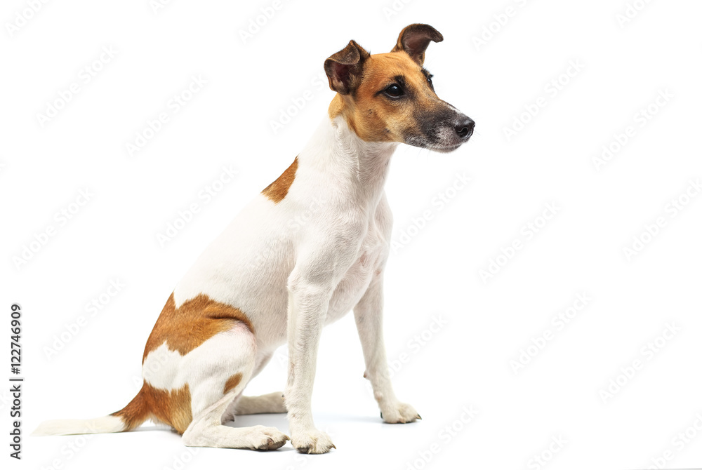 Portrait of a purebred smooth fox terrier of white background