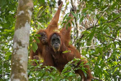 Two orangutan peering among green leaves (Sumatra, Indonesia)