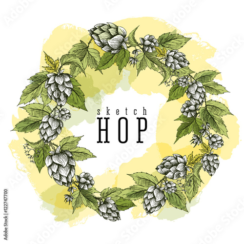 Beer hops round frame hand drawn hops branches with leaves, cones and hops flowers, color sketch and engraving design hops plants. All element isolated. Common hop or Humulus lupulus branch.