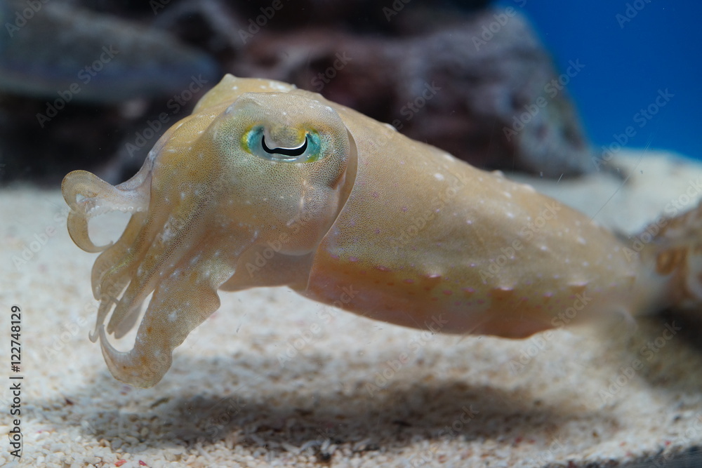 コブシメ イカ 軟体動物 Giant Cuttlefish Broadclub Cuttlefish Stock Photo Adobe Stock