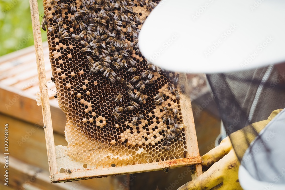 Beekeeper holding and examining beehive Beekeeper holding and examining beehive