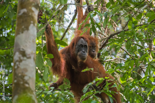 Two orangutan hiding among green leaves (Sumatra, Indonesia)
