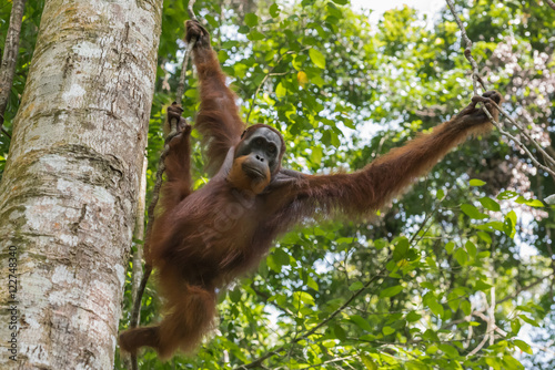 Adult orangutan moves from branch to branch (Sumatra, Indonesia)